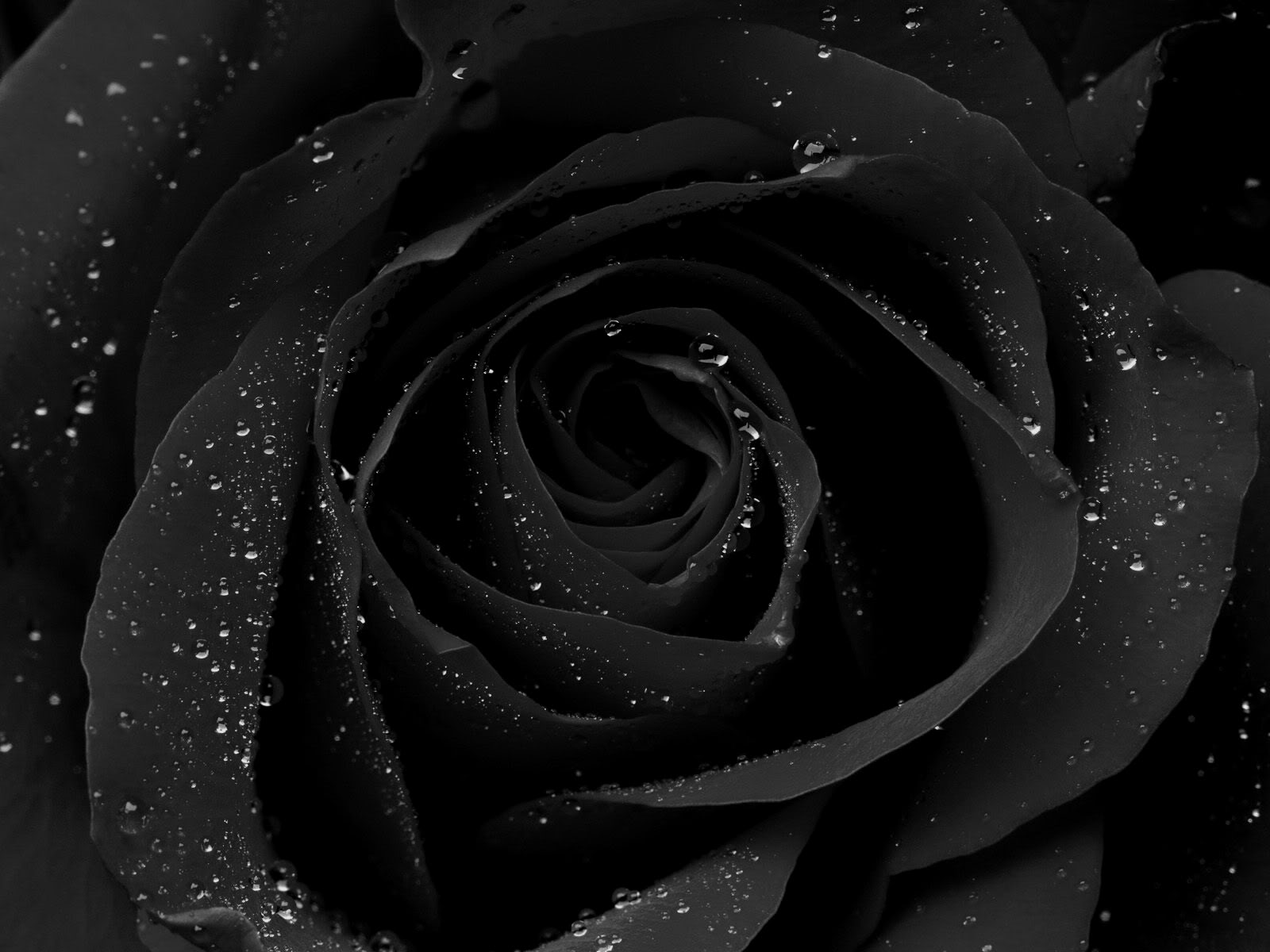 hoa hồng đen đẹp nhất