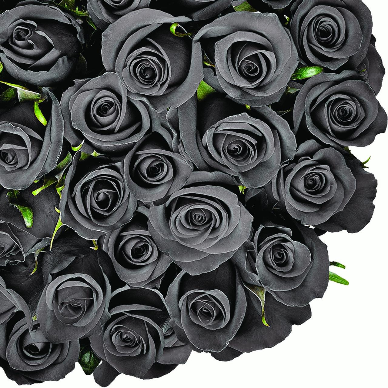 ảnh hoa hồng đen