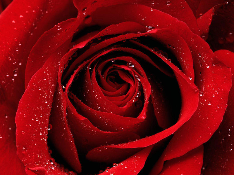 25 hình ảnh hoa hồng tím đẹp