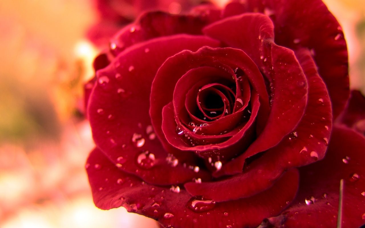 ảnh hoa sen hồng đẹp nhất
