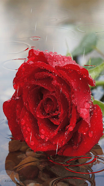 ảnh hoa hồng ngoại