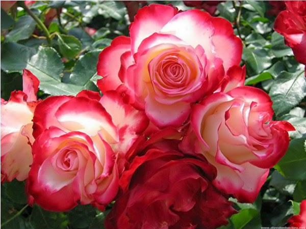 ảnh hoa hồng đẹp tặng người yêu