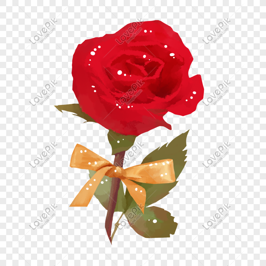 ảnh hoa hồng avatar