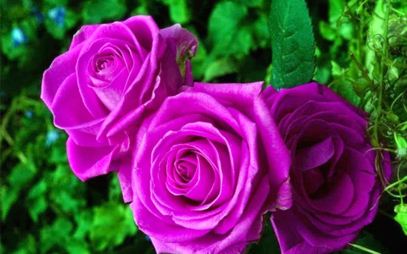 hình ảnh hoa kèn hồng