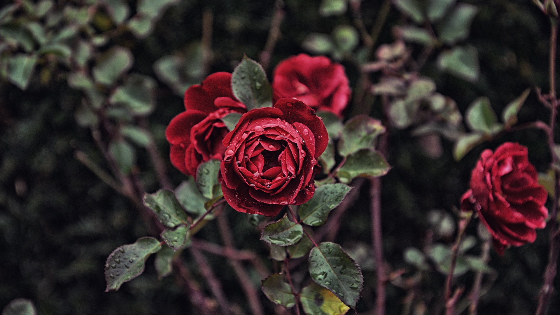 hình ảnh hoa hồng dong