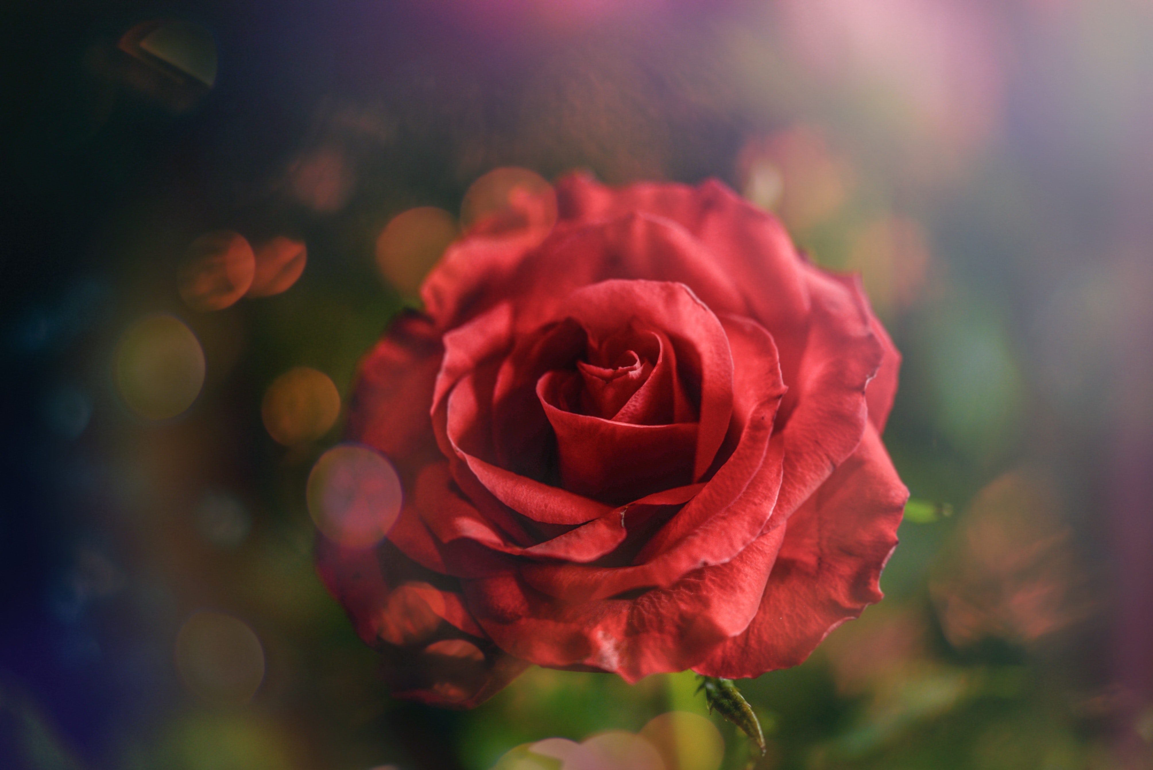 ảnh hoa hồng nhung đẹp nhất