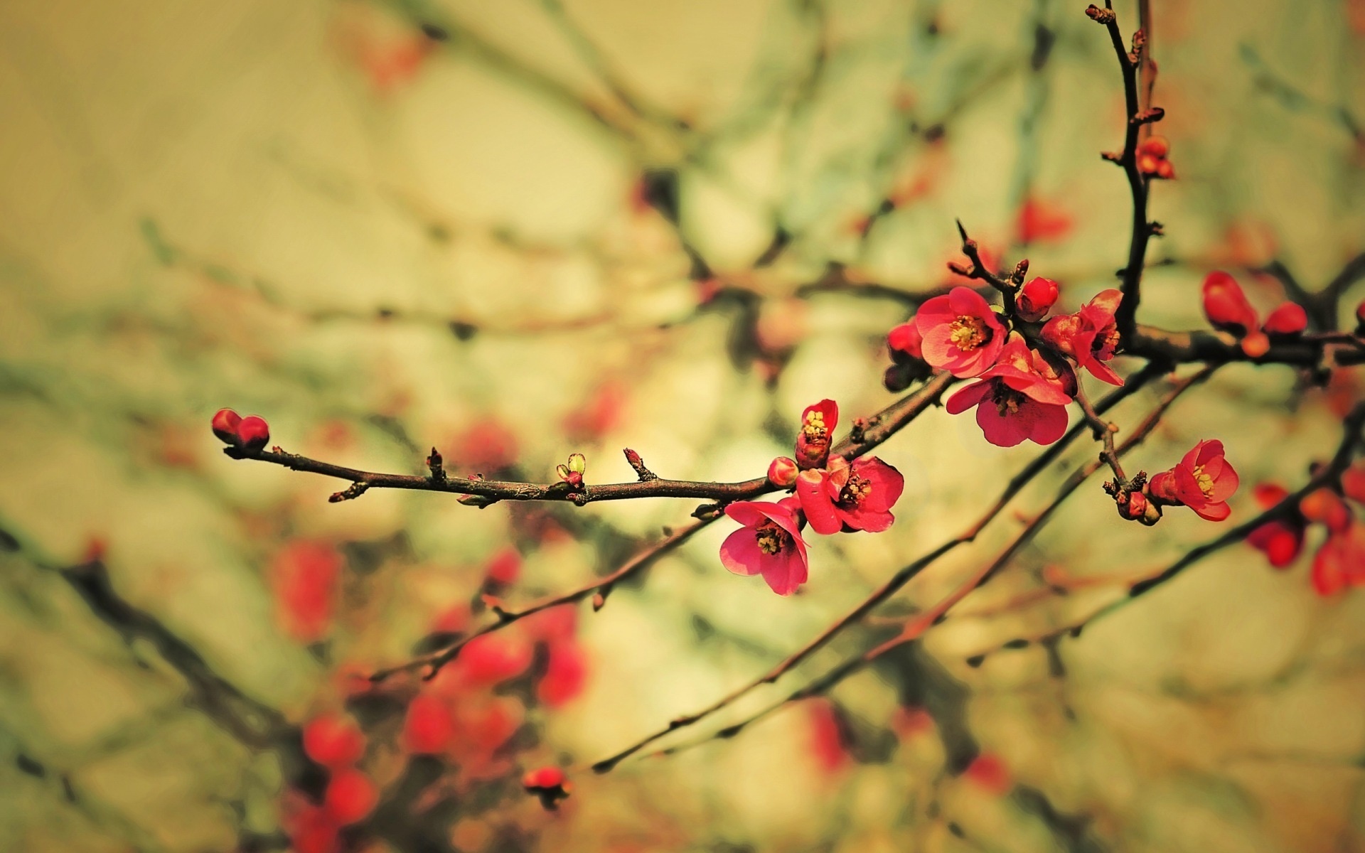 Chia sẻ 999+ spring wallpaper hình nền mùa xuân đẹp nhất | Hình nền đẹp icapi