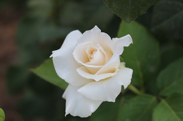 hình ảnh hoa hồng trắng