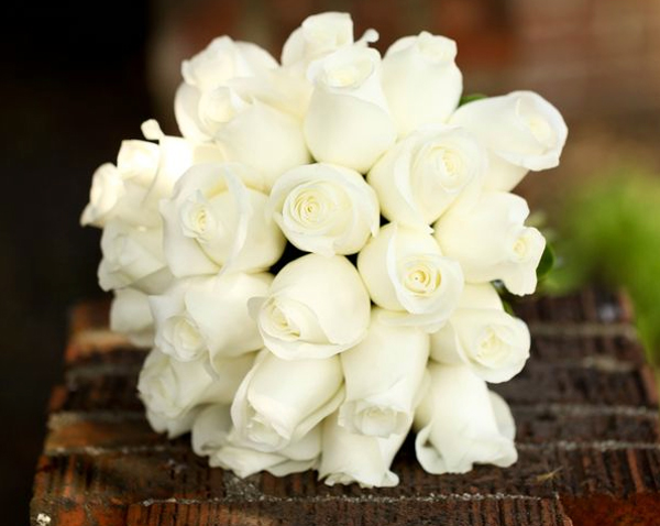 hoa hồng trắng
