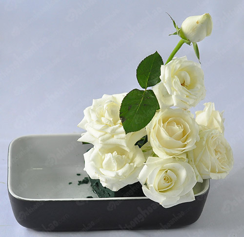 hình ảnh hoa hồng trắng
