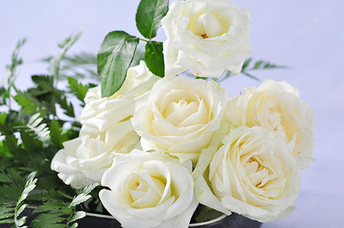 hình ảnh hoa hồng trắng đẹp nhất