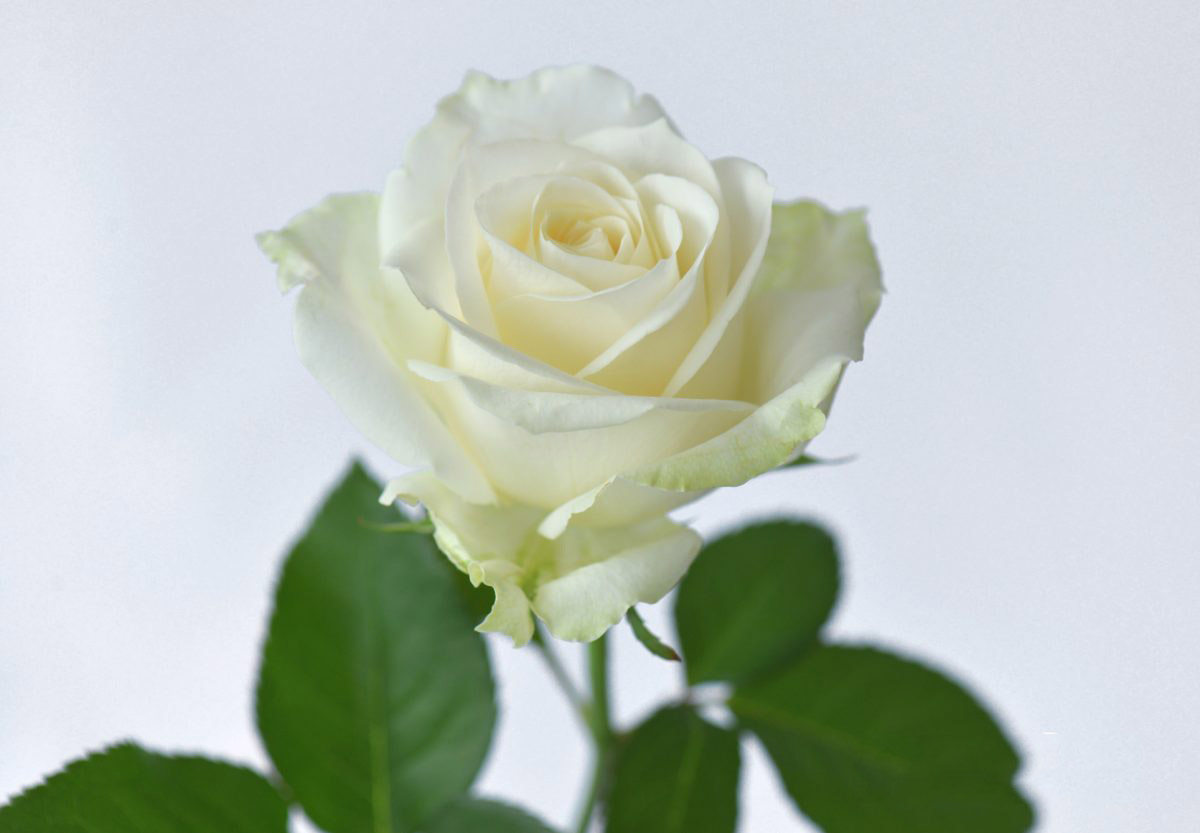 ý nghĩa hoa hồng trắng