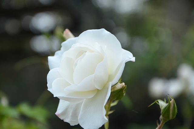 hoa hồng trắng cài áo
