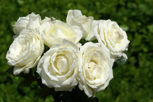 hoa hồng trắng ý nghĩa