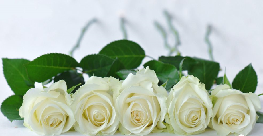 hoa hồng trắng cài áo