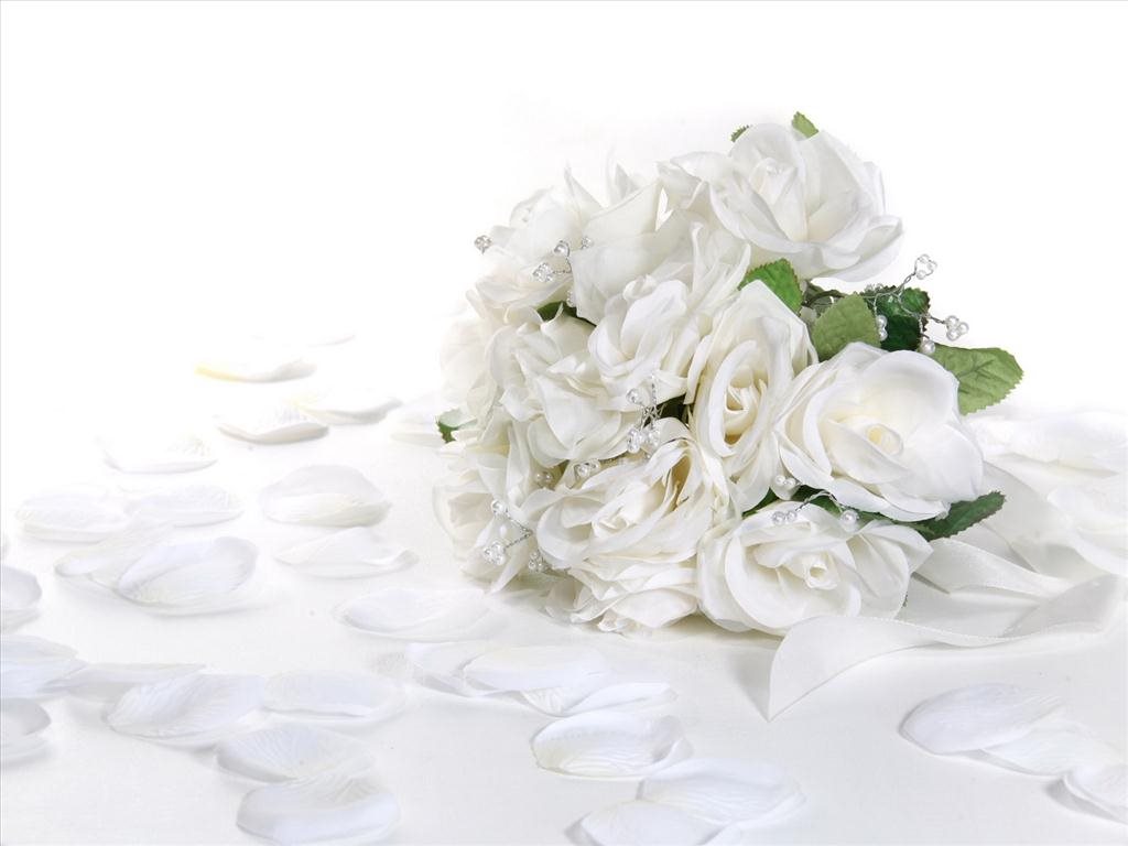hoa hồng trắng tượng trưng điều gì