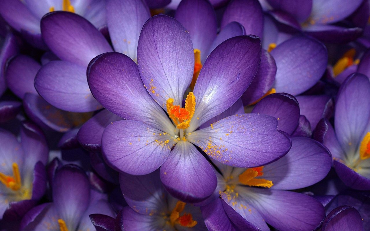 hoa màu tím ngày tết