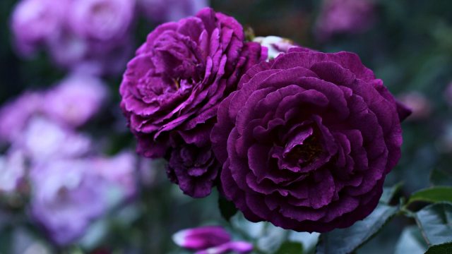 hoa hồng màu tím ruốc