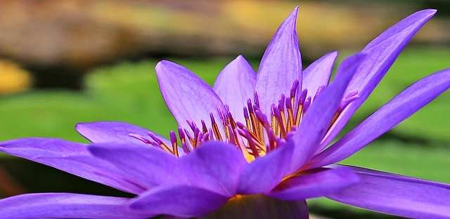 ý nghĩa các loài hoa màu tím