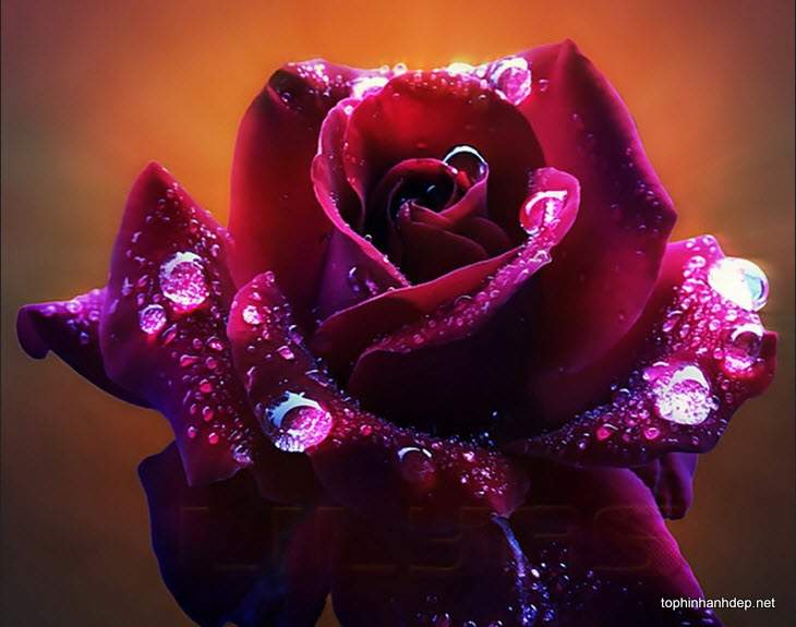 hoa hồng màu tím khói