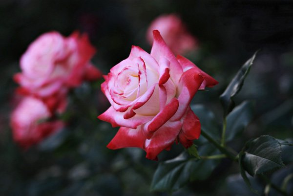 hình nền hoa hồng lãng mạn