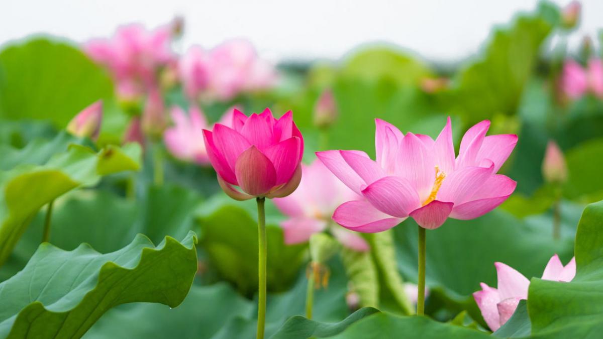 Hình ảnh hoa sen - Bộ sưu tập 50 ảnh hoa sen tuyệt đẹp trên thế giới